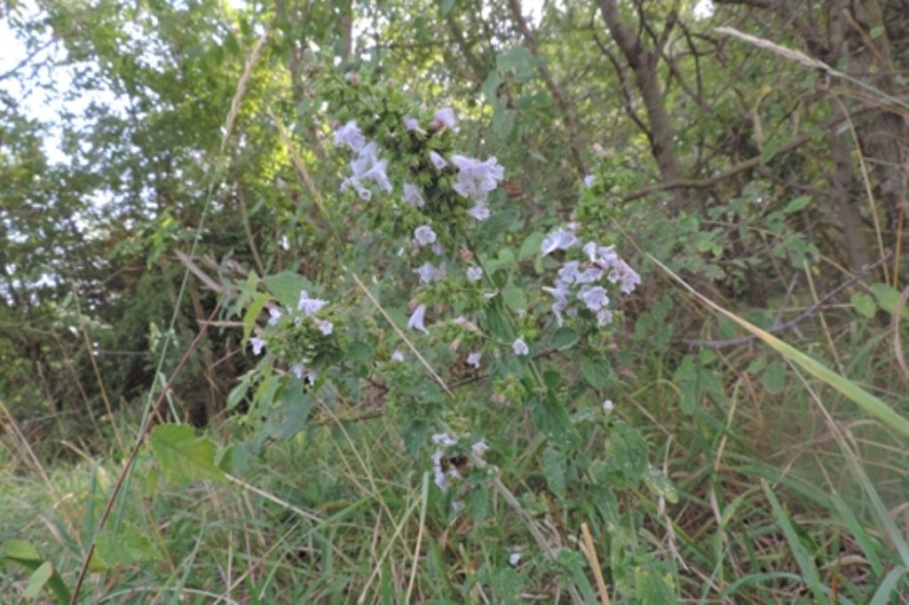 Piantina profumata:  Clinopodium nepeta